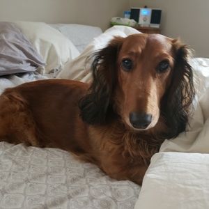 Meet your Posher, Susan